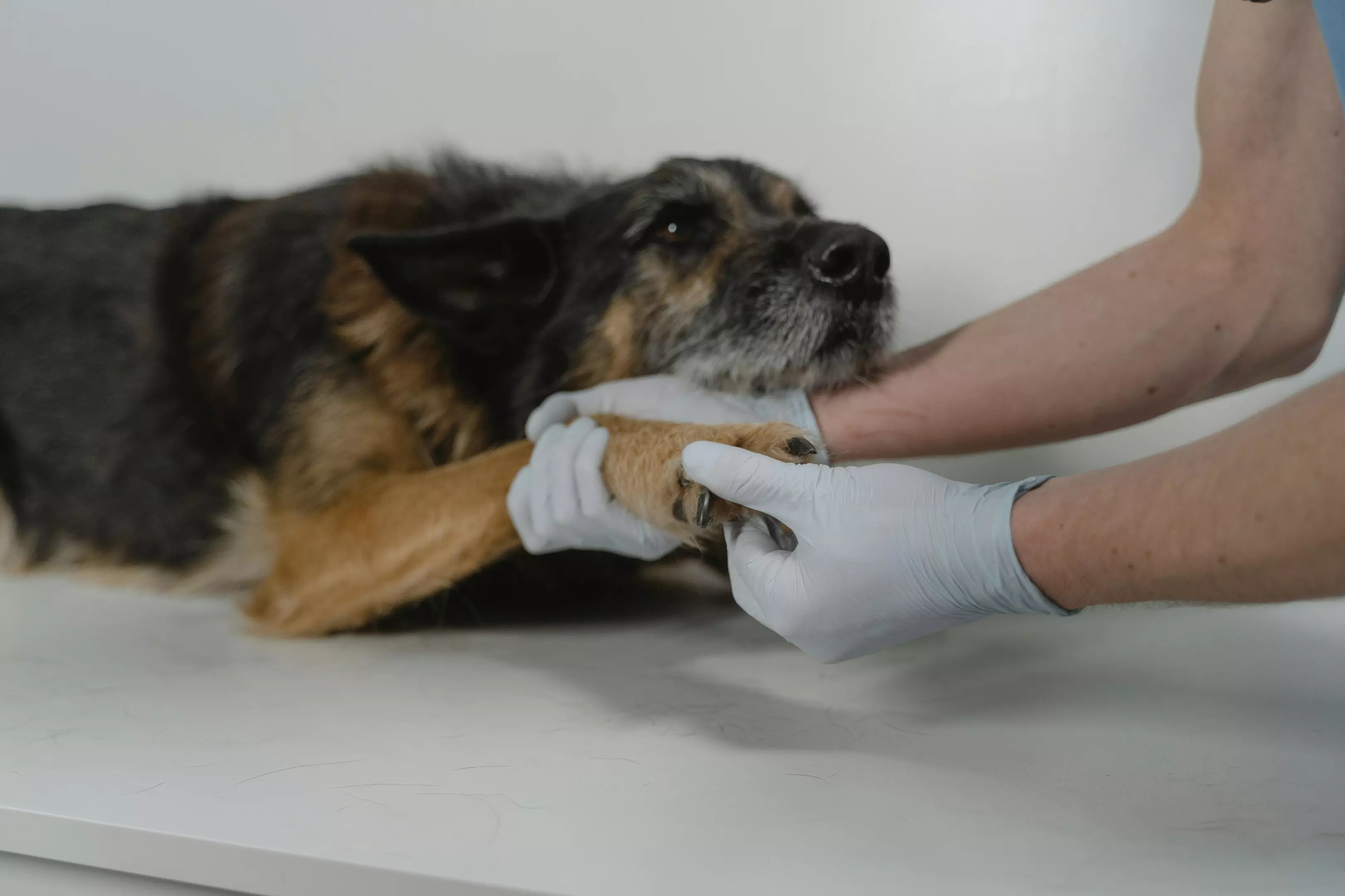 Veterinarna_ordinacija_Vrapčište